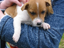 dog friendly cottage